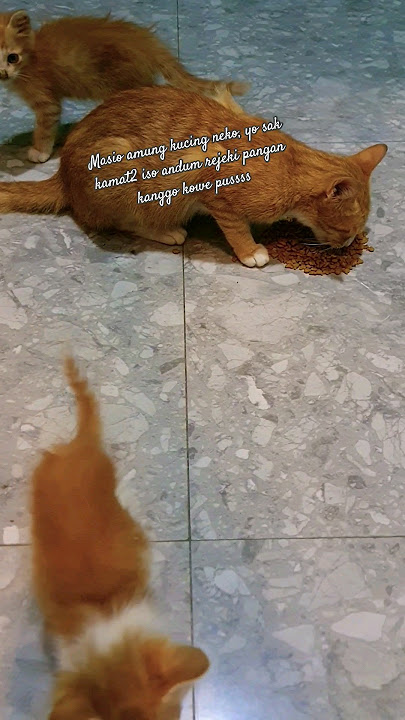 dagang tuno andum bathi