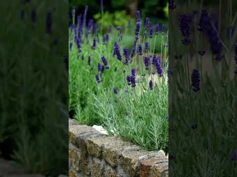 Lavender Flowers #shorts