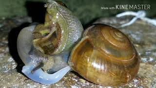 Snail Mating