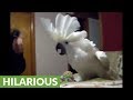 Cockatoo engages in hilarious argument with owner