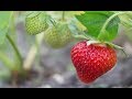 Diaspora saharaui  salma t  soumission pour des fraises export maroc une honte
