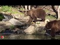 Europäische Braunbären in der Herbstsonne im Zoo Berlin