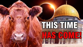 SHOCKING! Israel OFFICIALLY sacrifices the RED HEIFERS! The Third Temple Will Be Rebuilt!