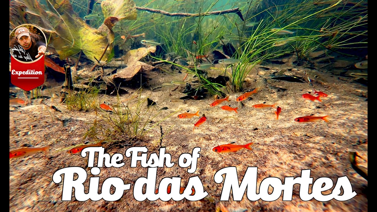 The Fish of Rio das Mortes – Brazil’s Hidden Aquatic Treasure