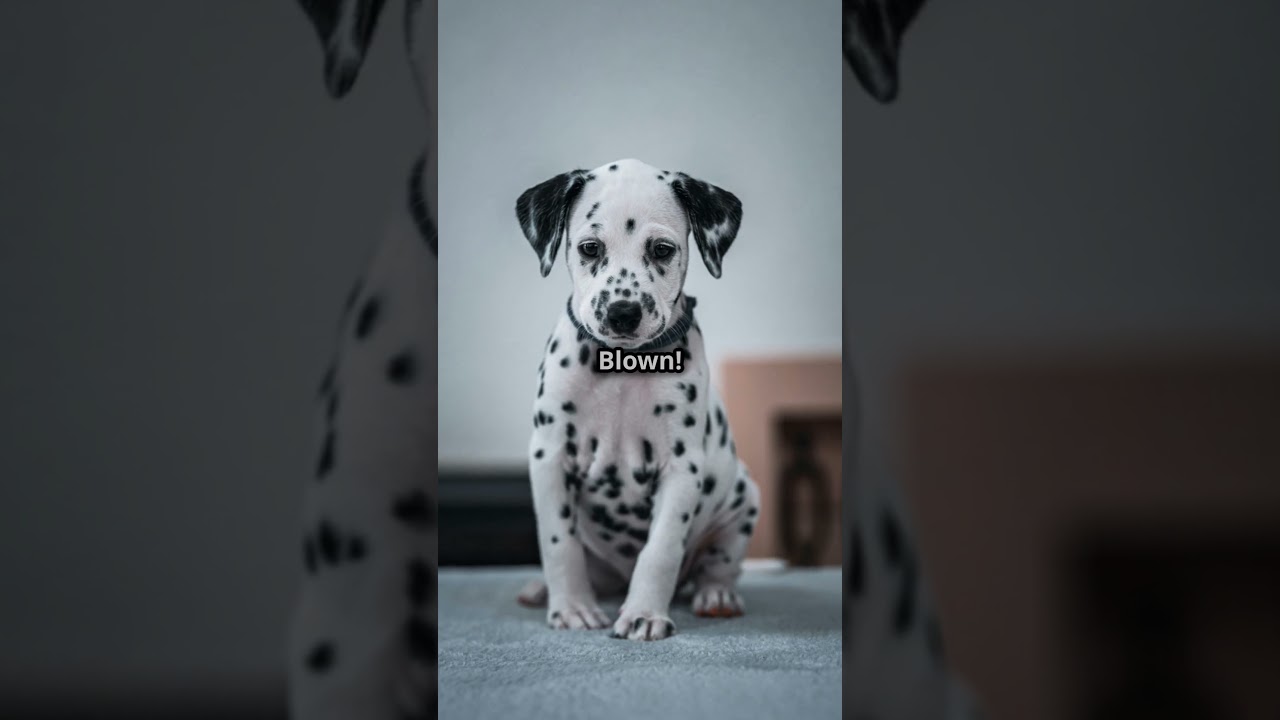Polka Dot Puppies: Dalmatian Cuties Unleashed!