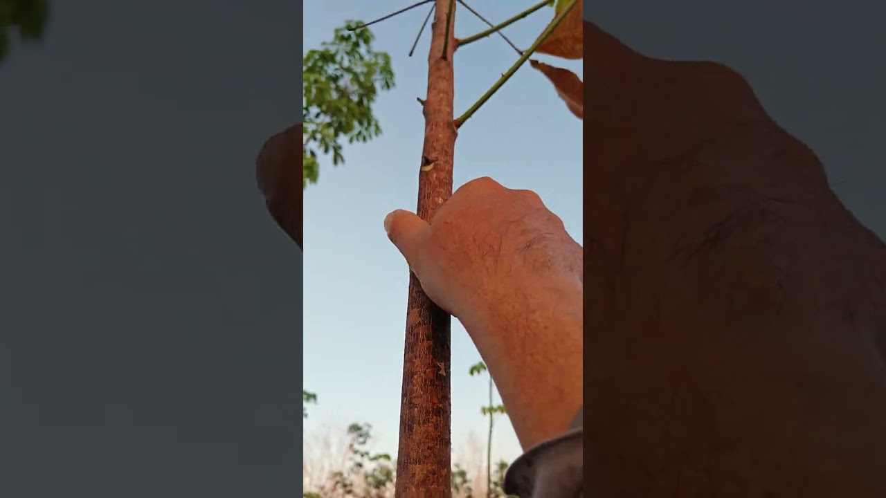 ไม่เด็ดแขนงยางพารามีผลกระทบอะไรบ้าง?ยางพารา6เดือนจนถึงยางเปิดกรีด