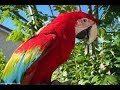 صور الببغاء بكل اشكاله وانواعه والوانه قمه في الرووعه سبحان الخالق Images of parrot in all its forms