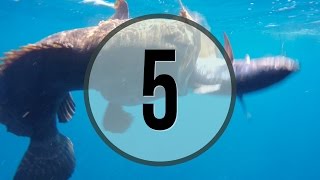 Top 10 Best Fishing Clips of 2015 screenshot 5