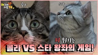 콜라 VS 스타의 피 튀기는 왕좌의 게임!!!!