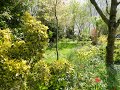 Mon jardin sauvage au printemps  20 avril  2021 jardin de vivaces et de fleurs sauvages sous bois