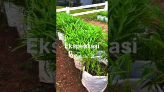 Download Lagu Ekspektasi vs Realita. #gardening #bali #vegetableplants #kangkung #shortsindonesia MP3 Download Lagu Ekspektasi vs Realita. #gardening #bali #vegetableplants #kangkung #shortsindonesia MP3
