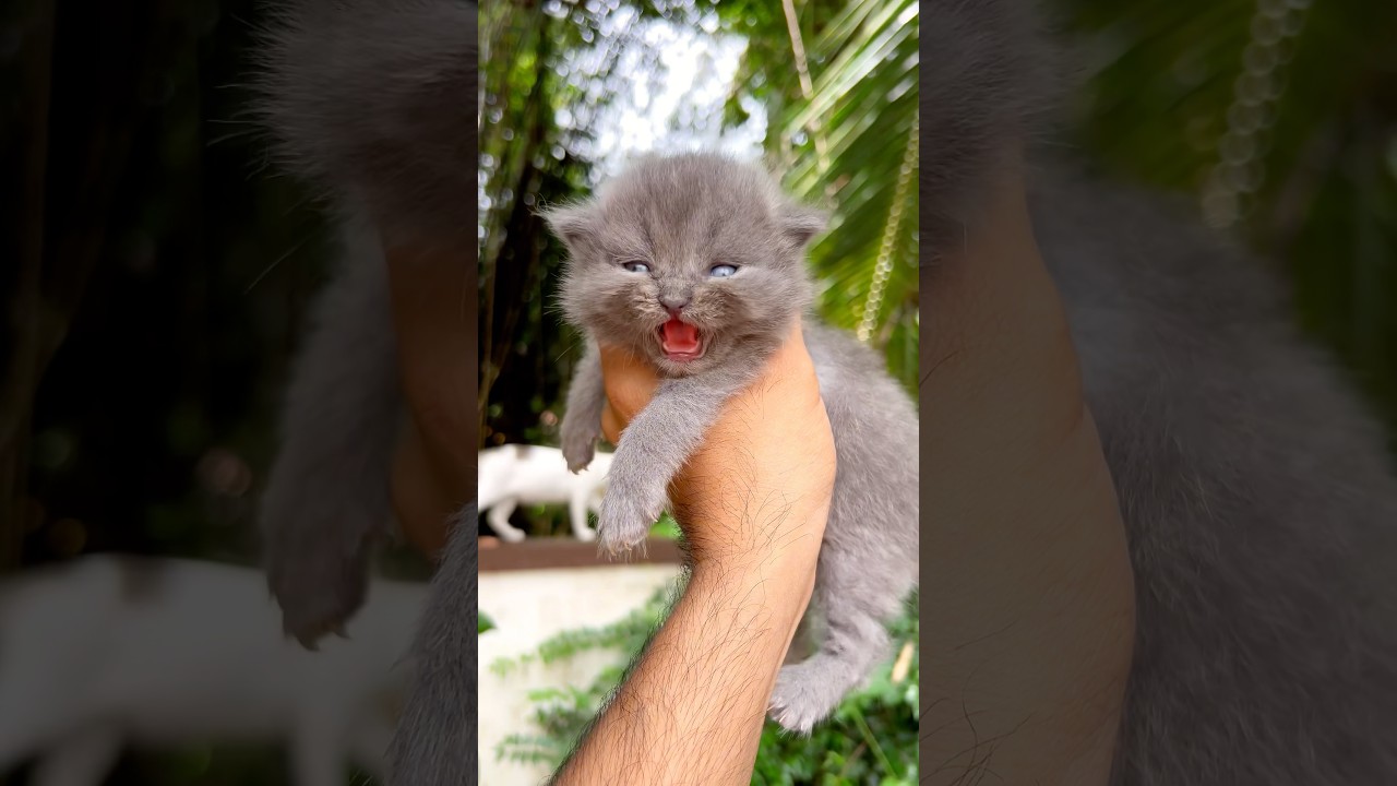 Kitten meowing 😻 | Cat sound | Cat video | Cat | Cat voice | Persian cat sound | Persian Cat