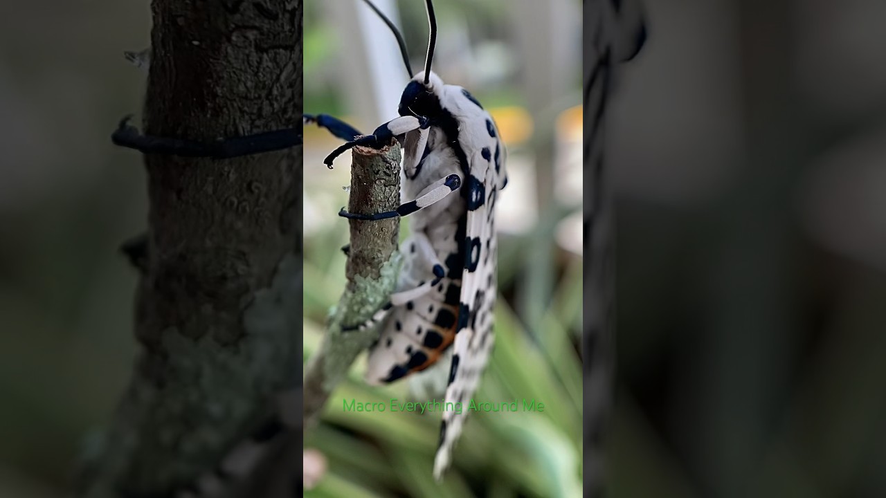 Releasing The Giant Leopard Moth I Hatched