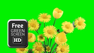 Green screen yellow flowers video effects | Flower green screen video | Green screen flower falling