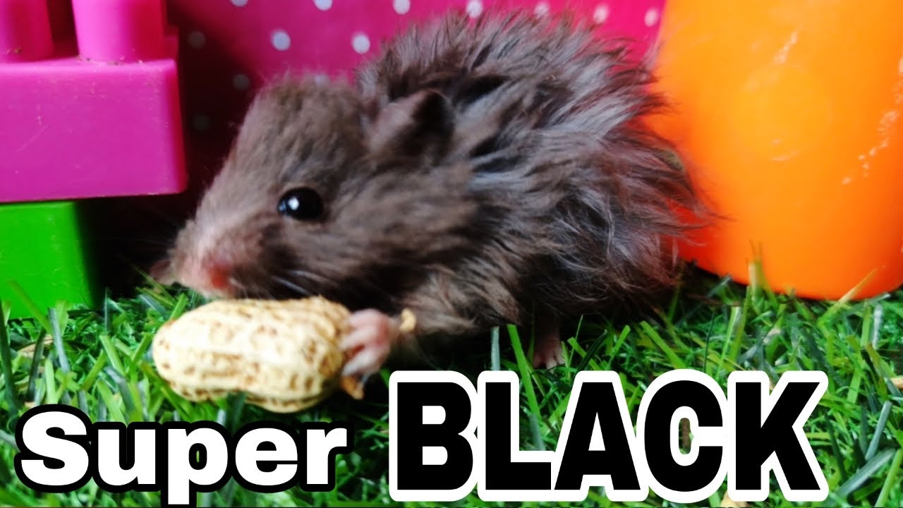 Pet Best Hamster How Much To Feed Dwarf Hamster New Hamster Not Eating Her Pellets? R/hamsters