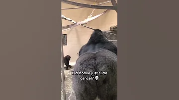 Gorilla Really Slid Like That Shorts 