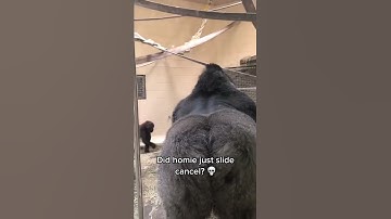 Thumbnail of Gorilla really slid like that. 💀💀 #shorts