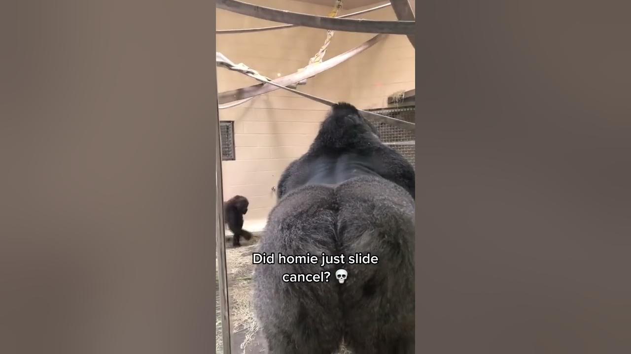 Gorilla really slid like that. 💀💀 #shorts