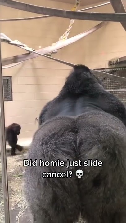 Gorilla really slid like that. 💀💀 #shorts