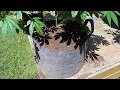 How to transplant a 5 foot behemoth  pineapple chunk