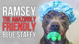 Meet Ramsey, the amazingly friendly Blue Staffy!