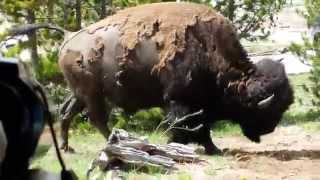 Bison
Frisky bison in Yellowstone Park Bison