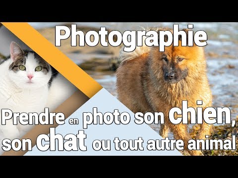 Vidéo: 5 façons de prendre de superbes photos de votre chat