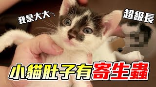 【中途日記】超恐怖小貓竟然拉出寄生蟲【維特】#10