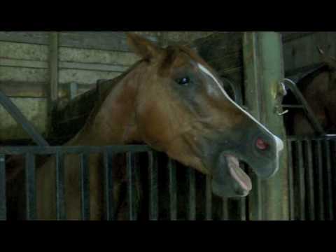 yawning-horse!