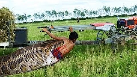 Brave Man Catch Big Snake While Driving Tractor To Take Havest Rice