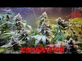 Flush for harvest engage for vader og kush selection round for breeding