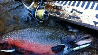 Victorian trout fishing Salmon Brook and Brown Trout. Aggressive surface strikes