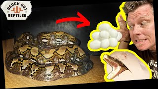 Removing eggs from a Python Momma (and Helping a Baby Hatch)!