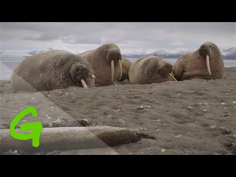 Serenity Segment: Walrus on the Beach