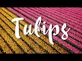 TULIPS in the Netherlands 🌷- You have to see this!