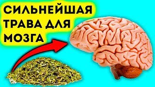 Сильнейшая трава для мозга, сердца, сосудов, почек, суставов, кожи, волос и не только...