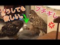 【仁義なきフクロウ達の戦い】この前の人形争奪戦！