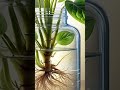 रात में मनीप्लांट को छूना अशुभ क्यों माना जाता है #ytshorts #moneyplant #shortsfeed