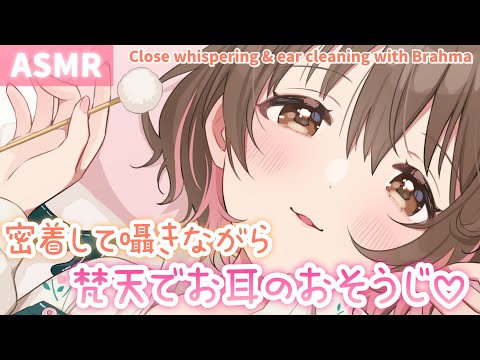 【ASMR】ぼふぼふ、ぽんぽん♪密着して囁きながら梵天でお耳のお掃除[Cleaning ears with Brahma while whispering in close proximity]