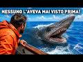 Questo antico predatore marino si avvicina agli umani