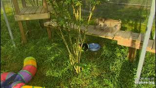 Rehab bobcat kittens, learning how to be wild at Big Cat Rescue in Tampa Florida. 