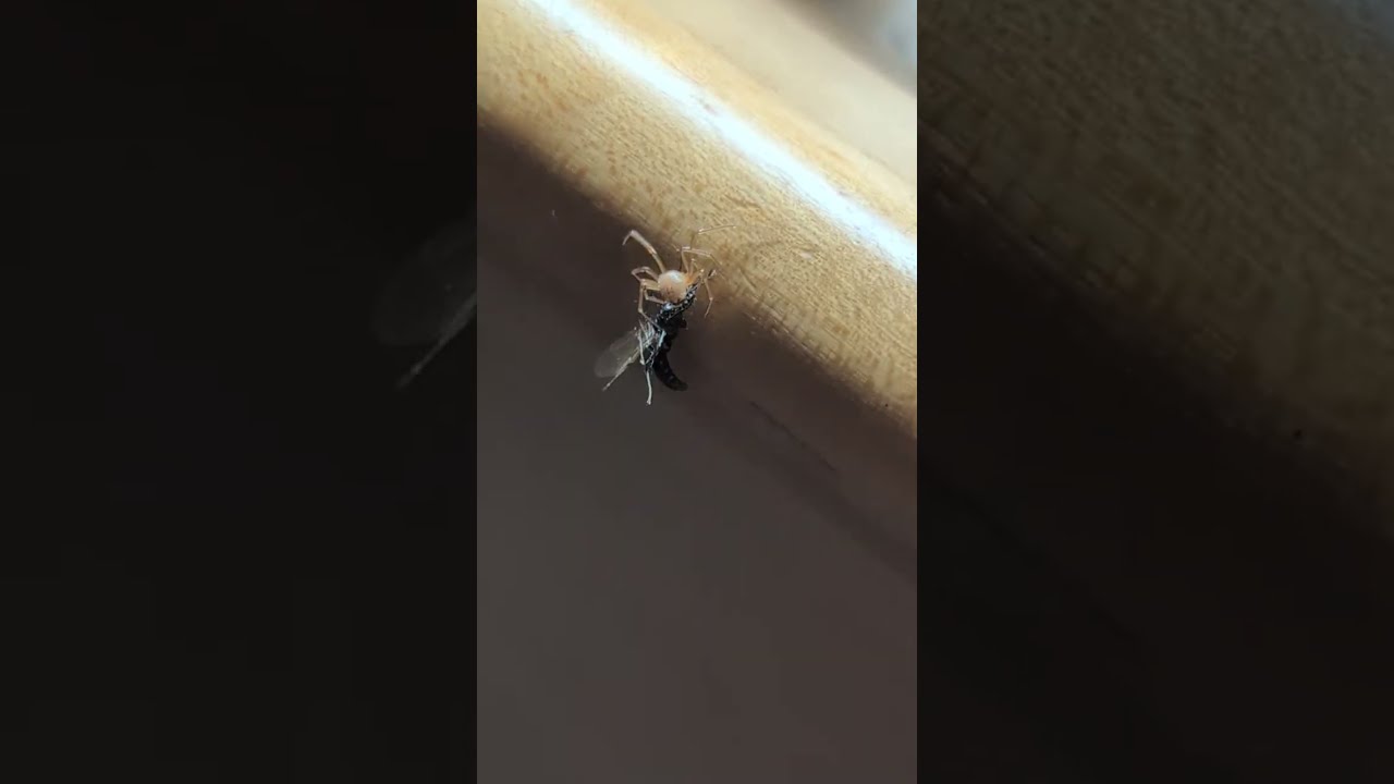 Spider Gives No F¥$&S