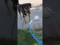 My day. Now here we sit Playing fetch for the 4th time today!! loll