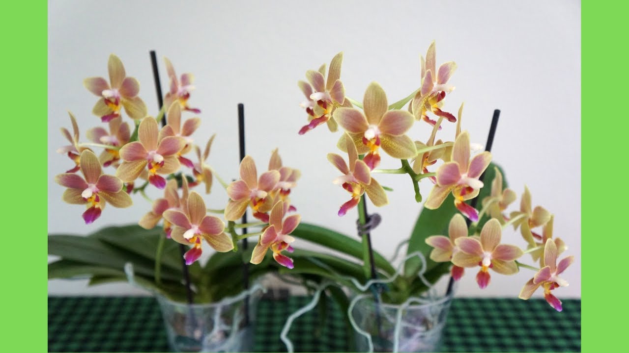 My Other 2 Fragrant Double Spikes Grocery Phalaenopsis