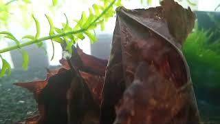20 litre budget red cherry shrimp !!!! . UPDATE !!!  12 days since set up 9 days from shrimp went in