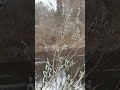 Верба в весеннем лесу у реки