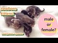 How to Determine the Gender of Your Kitten - Newborn Kittens | Catdogcuties