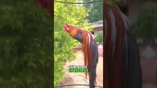 Gallo Con La Cola Ms Larga Del Mundo  curiosidades datoscuriosos animals  biology viralanimals