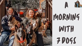 My morning routine with 7 DOGS | 4 Belgian Malinois, 2 Corgis & 1 German Shepherd