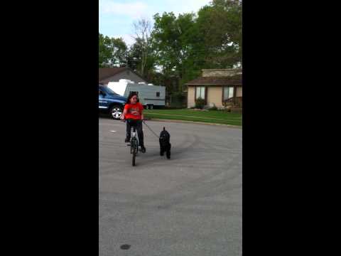 how-to-socialize-a-giant-schnauzer-to-children